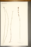 Leptocarpus similis RCPGdnHerbarium (52).JPG